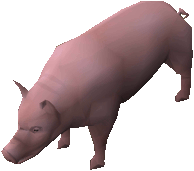 Pig