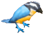 Plover bird