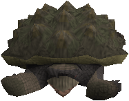 Tortoise