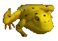 Golden Frog Image
