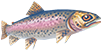 Leaping trout