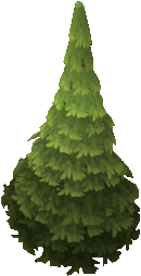 Evergreen Tree