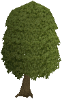 Mahogany Tree